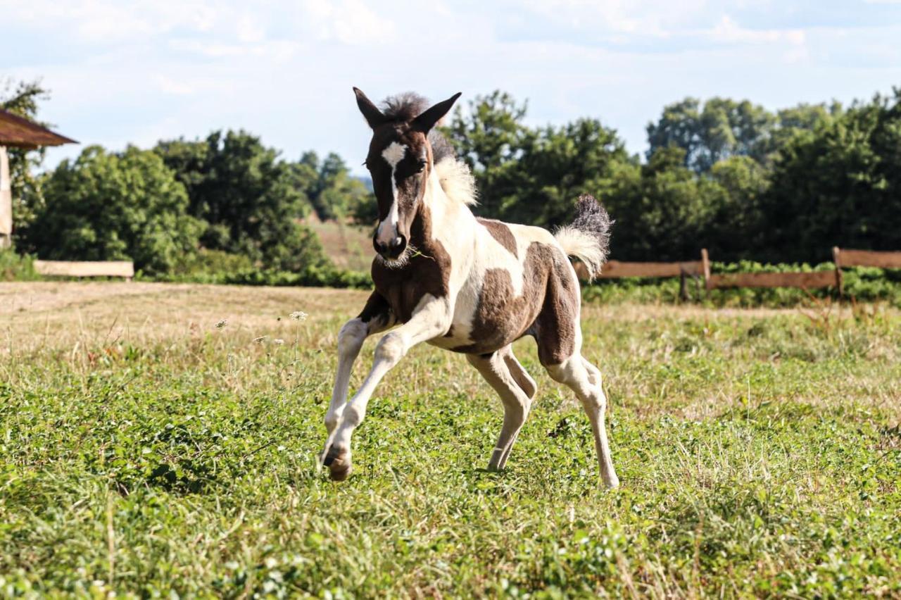 Holiday home Ferme Equestre Avec Piscine