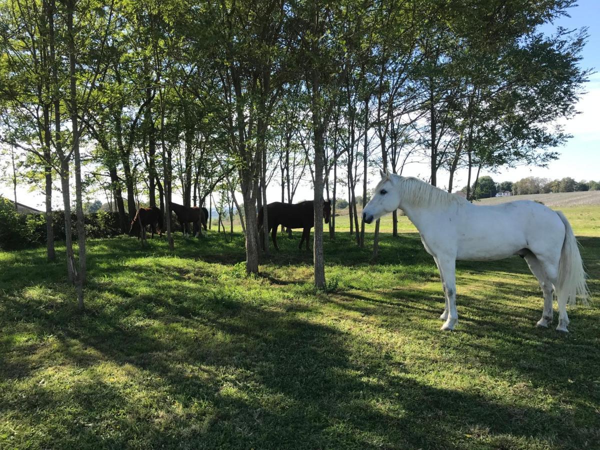 Ferme Equestre Avec Piscine *