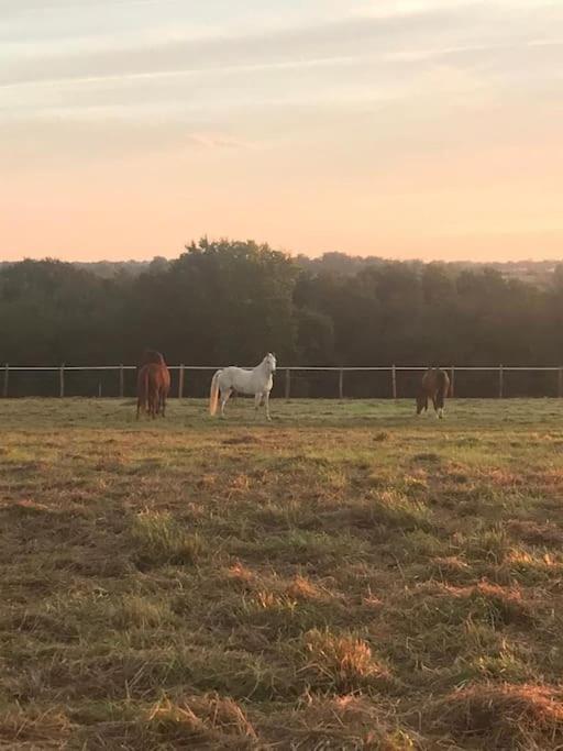 Ferme Equestre Avec Piscine