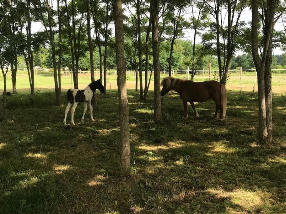 Ferme Equestre Avec Piscine