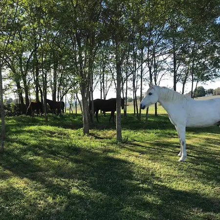 Gite Ferme Equestre Avec Piscine Castex  Extérieur photo