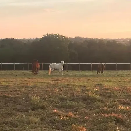Gite Ferme Equestre Avec Piscine Castex  Extérieur photo