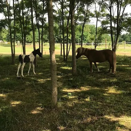 Gite Ferme Equestre Avec Piscine Castex  Extérieur photo