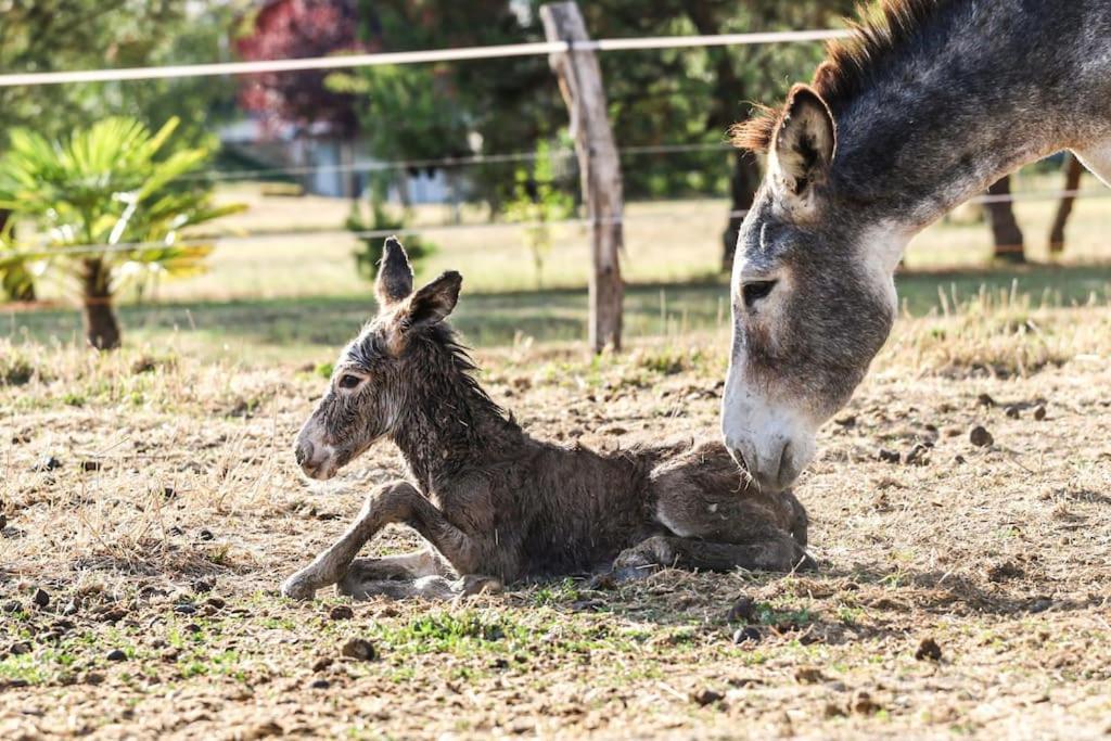 Hébergement de vacances Ferme Equestre Avec Piscine