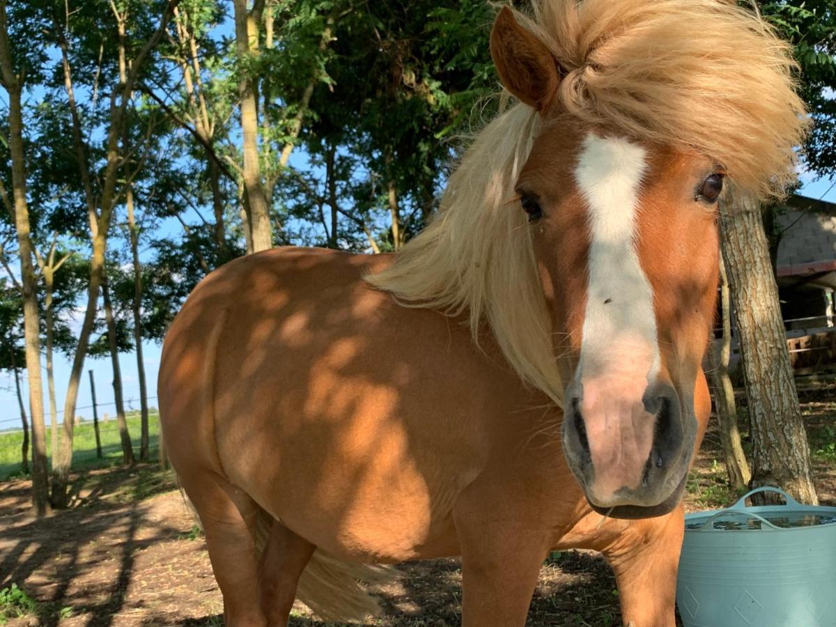 Ferme Equestre Avec Piscine Hébergement de vacances *